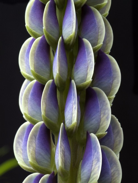 Lupinus polyphyllus -  Big Leaf Lupine 13.jpg